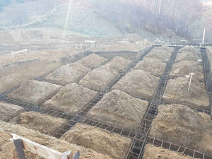 Plantation de poutres dans la tranchée pour un projet de restaurant de 620 mètres carrés dans le département de Brasov thumbnail